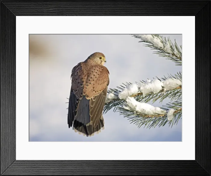 Framed Print : Kestrel - young male on snowy fir branch - Bedfordshire UK 008185 Framed Print : Kestrel - young male on snowy fir branch - Bedfordshire UK 008185