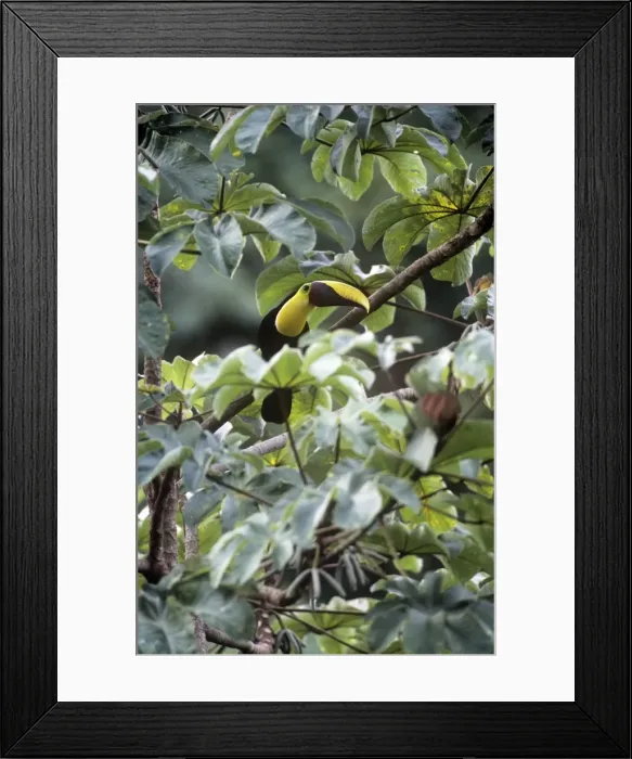 Framed Print : Chestnut-mandibiled Toucan - Costa Rica Framed Print : Chestnut-mandibiled Toucan - Costa Rica