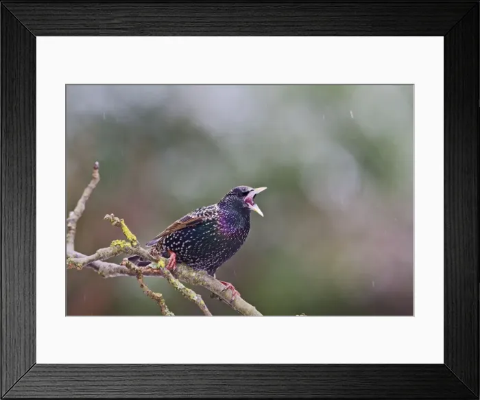 Framed Print : Starling - in falling snow Bedfordshire UK 8840 Framed Print : Starling - in falling snow Bedfordshire UK 8840