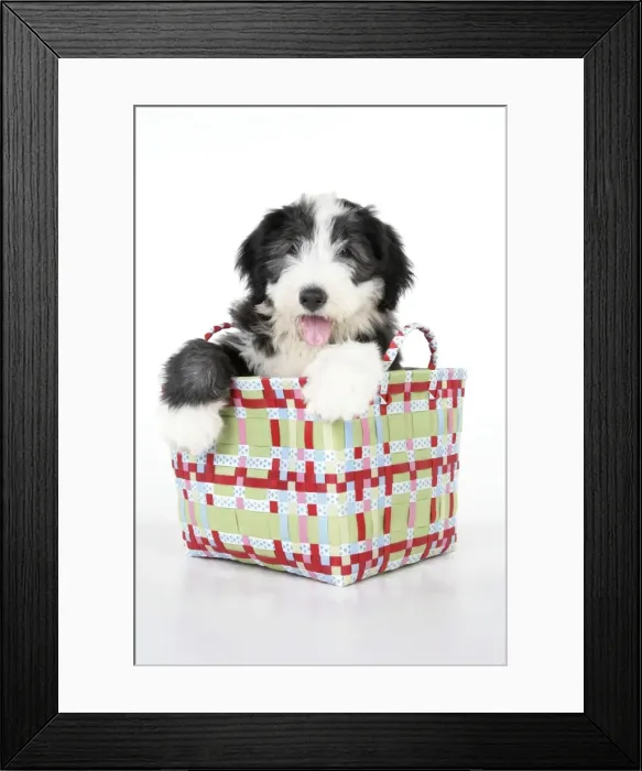 Framed Print : Dog. Bearded Collie puppy in basket Framed Print : Dog. Bearded Collie puppy in basket