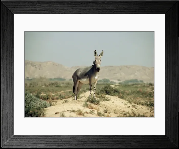 Framed Print : Somalian Wild Ass - Israel
