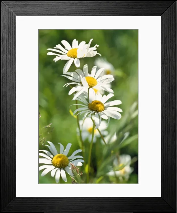 Framed Print : Oxeye Daisy Framed Print : Oxeye Daisy