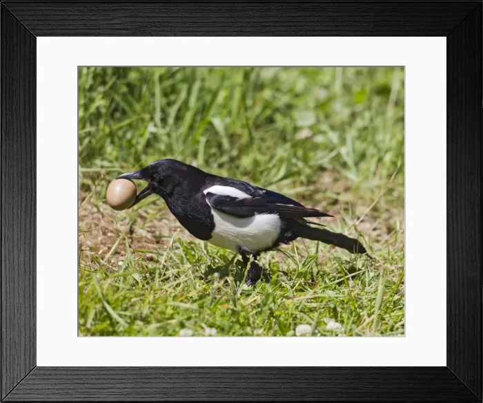 Framed Print : Magpie - stealing pheasants egg - Bedfordshire UK 10582 Framed Print : Magpie - stealing pheasants egg - Bedfordshire UK 10582