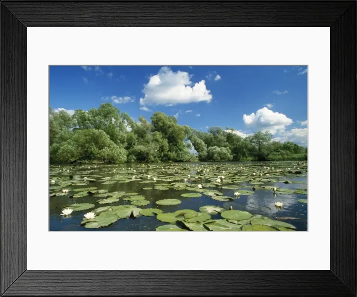 Framed Print : Water Lily Framed Print : Water Lily