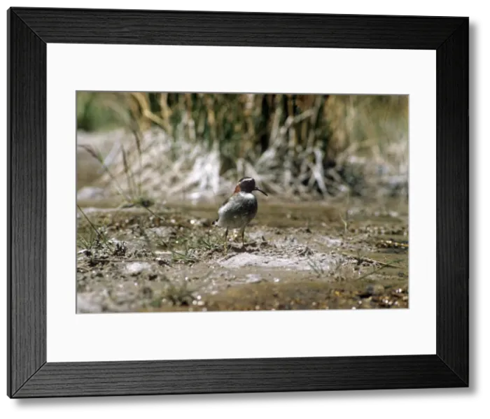 Framed Print : Diamond Sandpiper Plover - El Yeso - Santiago - Chile Framed Print : Diamond Sandpiper Plover - El Yeso - Santiago - Chile