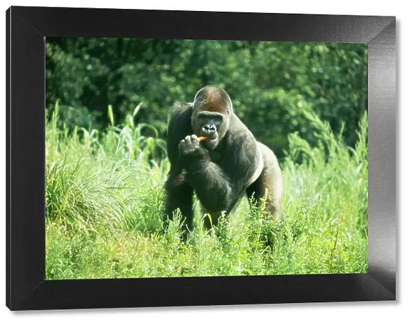 Lowland Gorilla CMB 83 Gorilla gorilla © Chris Martin Bahr  /  ARDEA LONDON