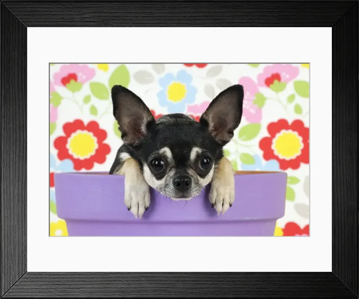 Framed Print : DOG. Chihuahua sitting in plant pot looking over the side Framed Print : DOG. Chihuahua sitting in plant pot looking over the side