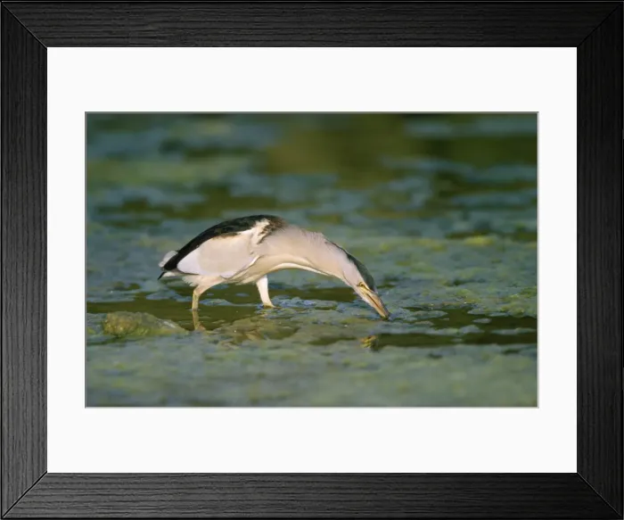 Framed Print : Little Bittern - fishing for tadpoles - Lesbos - Greece
