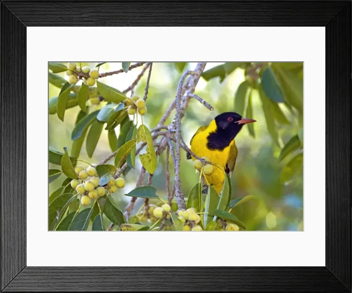 Framed Print : Eastern Black-headed Oriole - attracted to ripening wild figs - Eastern and southern Africa - Satara - Kruger National Park - South Africa Framed Print : Eastern Black-headed Oriole - attracted to ripening wild figs - Eastern and southern Africa - Satara - Kruger National Park - South Africa