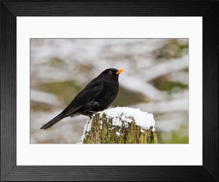 Framed Print : Blackbird - male on snowy post - Bedfordshire UK 8866 Framed Print : Blackbird - male on snowy post - Bedfordshire UK 8866