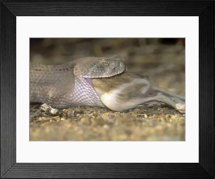Framed Print : Western Diamondback Rattlesnake - eating Kangaroo Rat - Arizona USA Framed Print : Western Diamondback Rattlesnake - eating Kangaroo Rat - Arizona USA