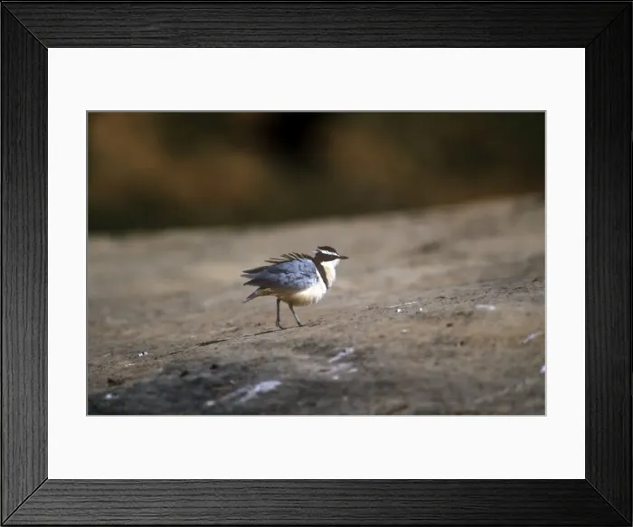 Framed Print : Egyptian Plover - Comoe - Ivory Coast - Africa