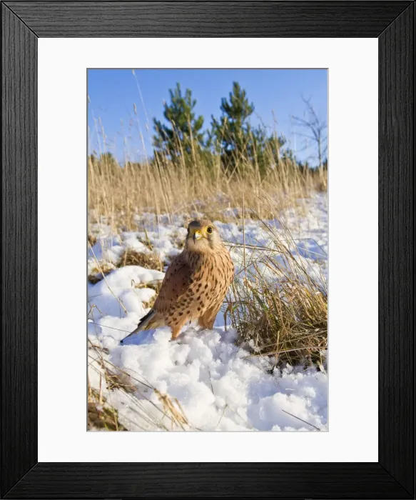 Framed Print : Kestrel - young male with prey in snow - controlled conditions 8704 Framed Print : Kestrel - young male with prey in snow - controlled conditions 8704