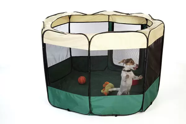 DOG. puppy in play pen, ( Jack Russell )