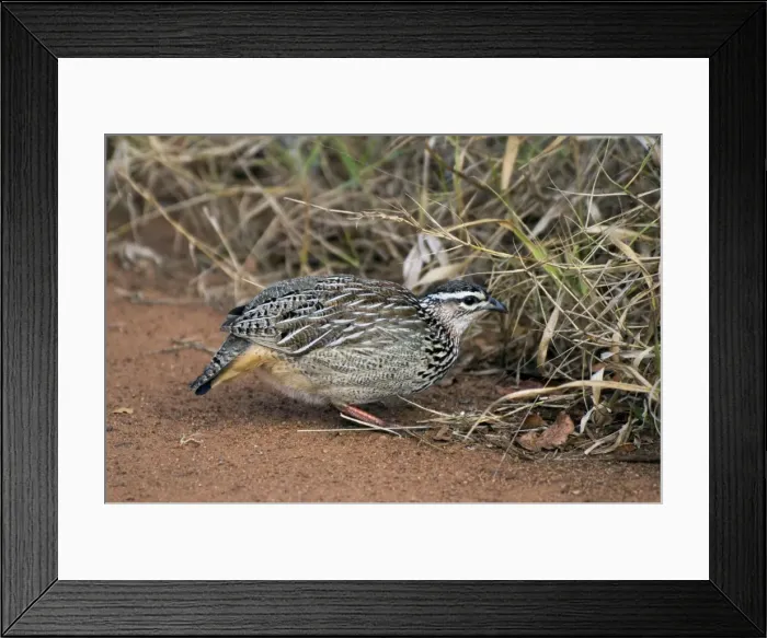 Framed Print : Crested Francolin - foraging - Eastern and southern Africa, west through Botswana to northern Namibia. Sirheni, Kruger National Park, South Africa Framed Print : Crested Francolin - foraging - Eastern and southern Africa, west through Botswana to northern Namibia. Sirheni, Kruger National Park, South Africa