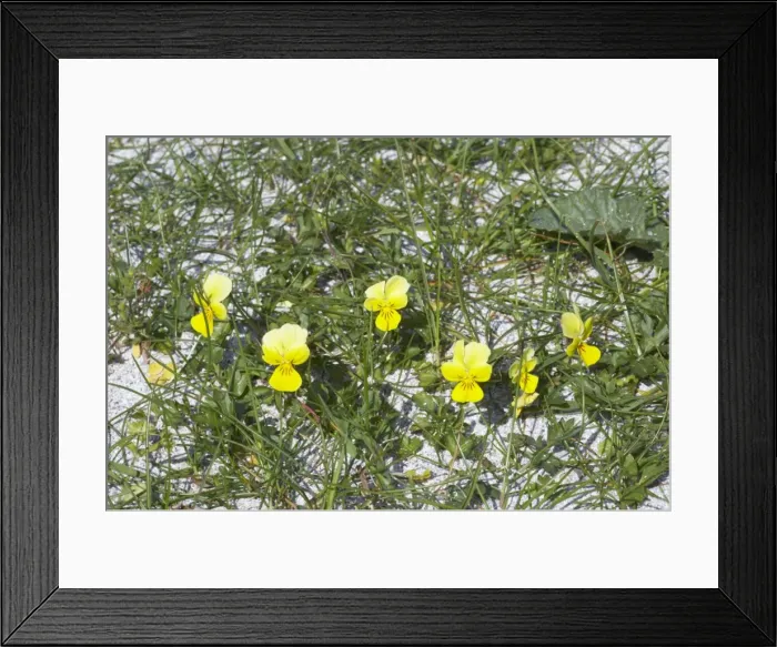 Framed Print : Seaside Pansy (subsp of Mountain Pansy) Viola lutea curtissi Machair of South Uist Outer Hebrides Scotland, UK PL001950 Framed Print : Seaside Pansy (subsp of Mountain Pansy) Viola lutea curtissi Machair of South Uist Outer Hebrides Scotland, UK PL001950