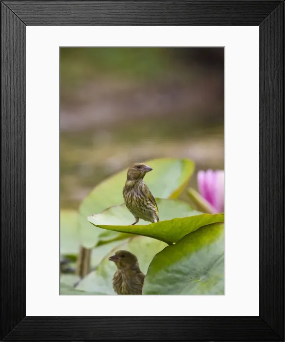Framed Print : Greenfinch - youngsters exploring lily pad - Bedfordshire UK 11766 Framed Print : Greenfinch - youngsters exploring lily pad - Bedfordshire UK 11766