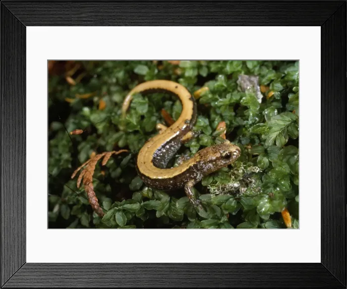Framed Print : Pacific Red-backed Salamander Framed Print : Pacific Red-backed Salamander