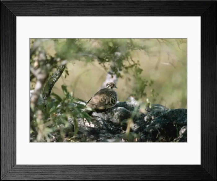 Framed Print : Squatter Pigeon - at rest - Australia Framed Print : Squatter Pigeon - at rest - Australia