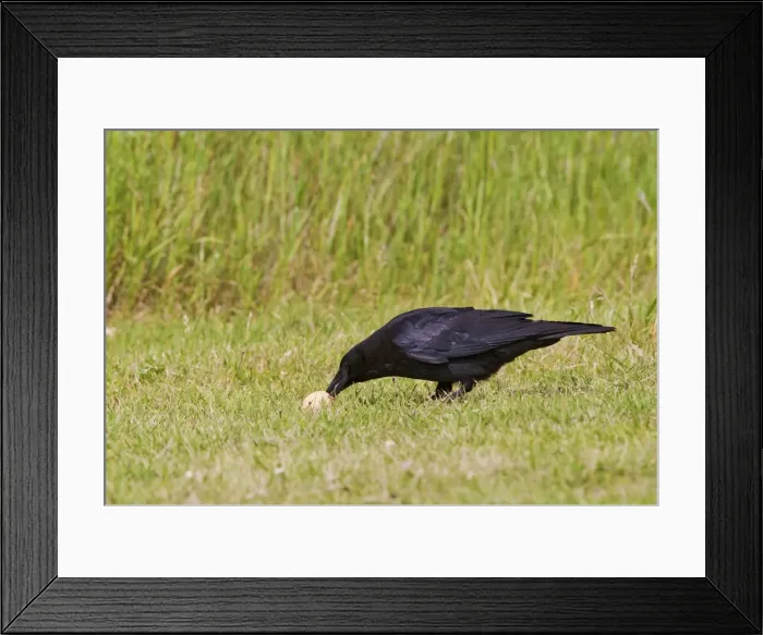 Framed Print : Carrion Crow - stealing pheasants egg - Bedfordshire UK 11703 Framed Print : Carrion Crow - stealing pheasants egg - Bedfordshire UK 11703
