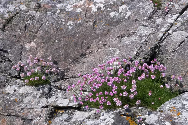 Thrift growing on lichen covered rocks on coast Armeria maritima South Uist Outer Hebrides Scotland, UK PL001955