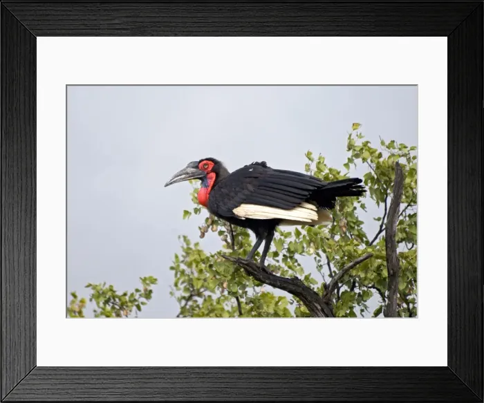 Framed Print : Southern Ground Hornbill - perched in tree - Endemic in central and southern Africa. Satara, Kruger National Park, South Africa Framed Print : Southern Ground Hornbill - perched in tree - Endemic in central and southern Africa. Satara, Kruger National Park, South Africa