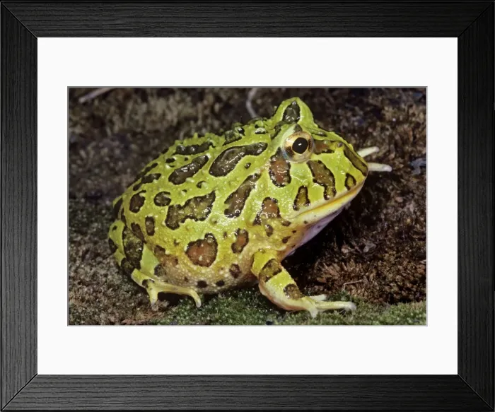 Framed Print : Horned Frog Framed Print : Horned Frog