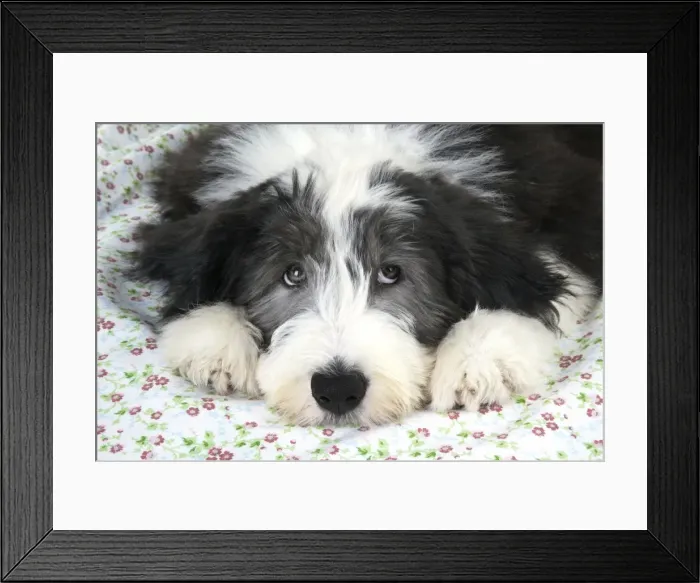 Framed Print : Dog. Bearded Collie puppy