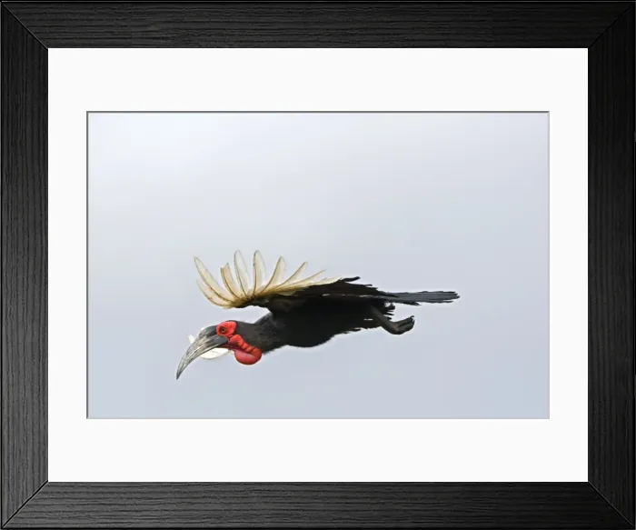 Framed Print : Southern Ground Hornbill - in flight - Endemic in central and southern Africa. Satara, Kruger National Park, South Africa Framed Print : Southern Ground Hornbill - in flight - Endemic in central and southern Africa. Satara, Kruger National Park, South Africa