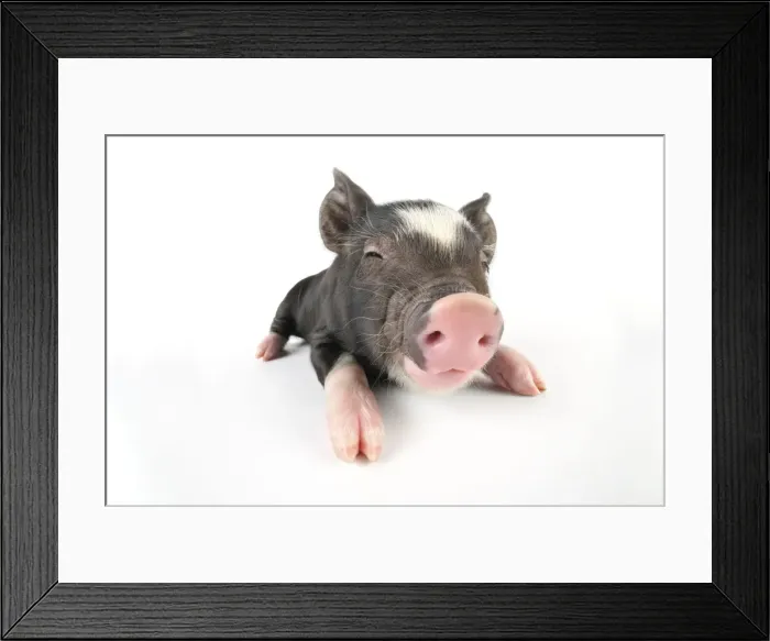Framed Print : Pig. Berkshire piglet Framed Print : Pig. Berkshire piglet