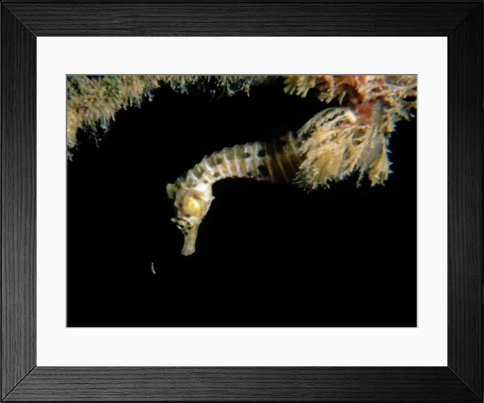 Framed Print : Australian pot-bellied seahorse - juvenile hunting a mysid shrimp, Pirates Bay, Eaglehawk Neck, Tasmania, Australia TED00518 Framed Print : Australian pot-bellied seahorse - juvenile hunting a mysid shrimp, Pirates Bay, Eaglehawk Neck, Tasmania, Australia TED00518