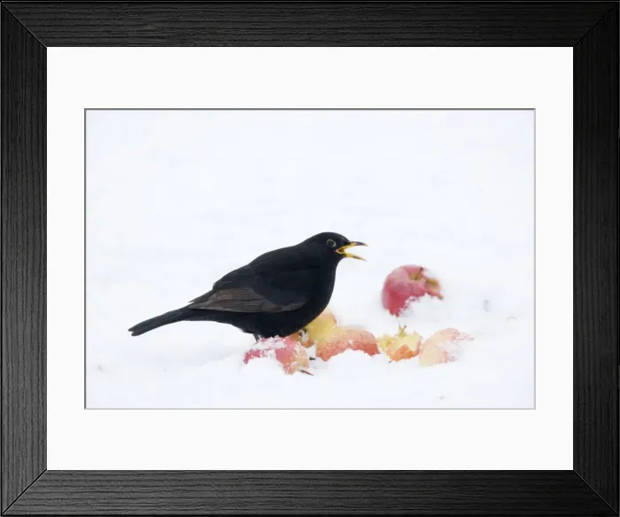 Framed Print : Blackbird - male feeding on apples in snow Turdus merula Essex, UK BI019372 Framed Print : Blackbird - male feeding on apples in snow Turdus merula Essex, UK BI019372