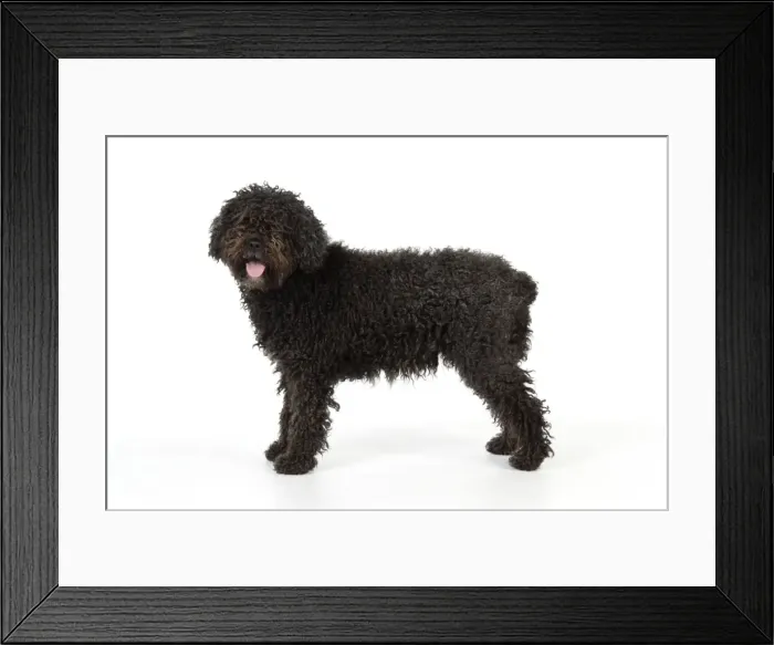 Framed Print : DOG. Spanish Water Dog Framed Print : DOG. Spanish Water Dog