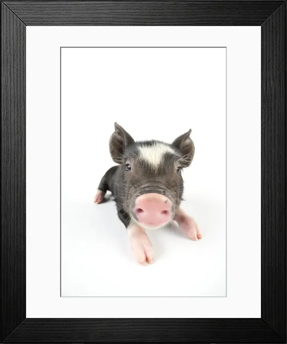 Framed Print : Pig. Berkshire piglet