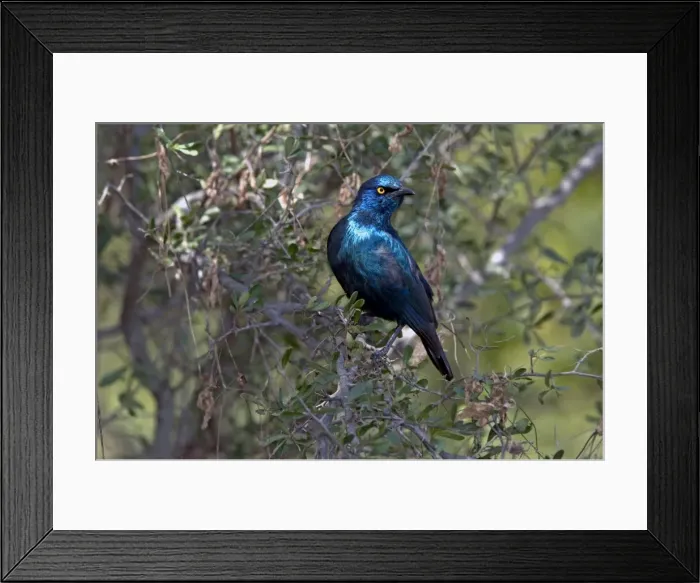 Framed Print : Cape Glossy Starling - widespread in western Angola and southern Africa - Mopani - Kruger National Park - South Africa Framed Print : Cape Glossy Starling - widespread in western Angola and southern Africa - Mopani - Kruger National Park - South Africa