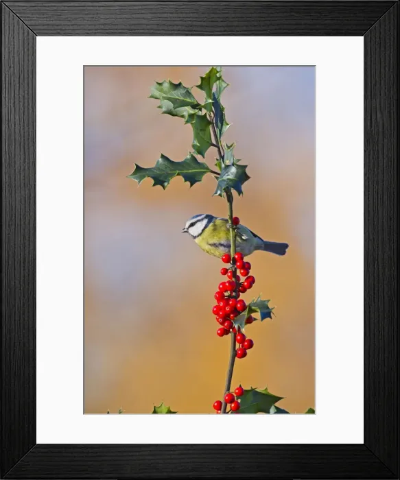 Framed Print : Blue Tit - on Holly in Autumn - West Wales UK 11899