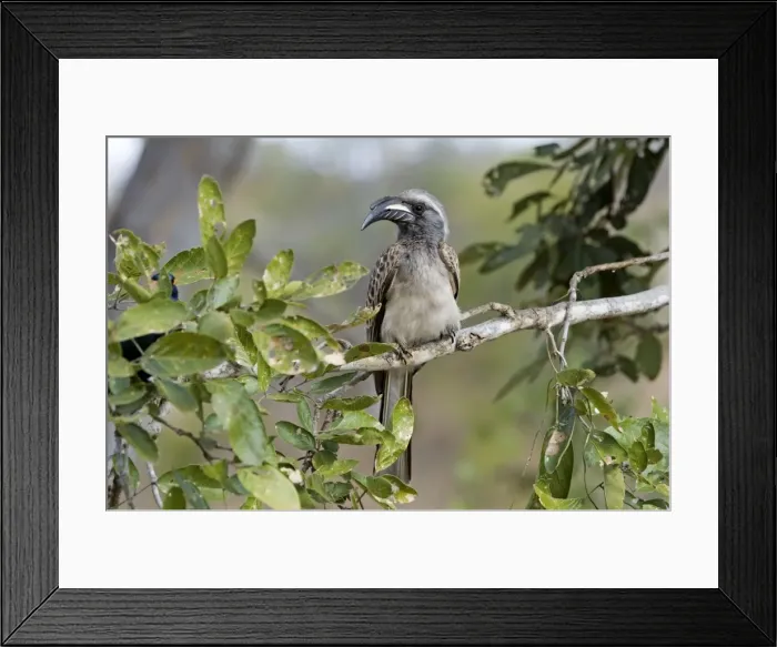 Framed Print : African Grey Hornbill - male - Sub-Saharan Africa. Kruger National Park, South Africa Framed Print : African Grey Hornbill - male - Sub-Saharan Africa. Kruger National Park, South Africa