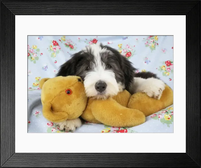 Framed Print : Dog. Bearded Collie puppy with teddy bear Framed Print : Dog. Bearded Collie puppy with teddy bear