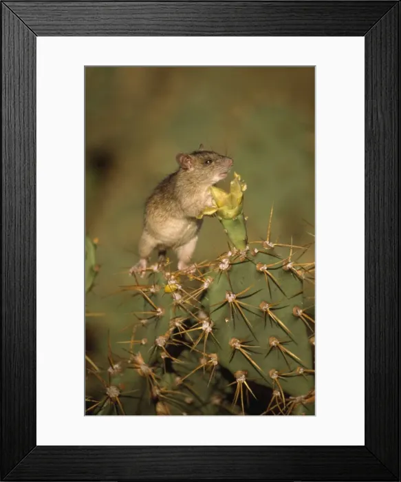 Framed Print : Black Rat - on cactus - introduced species - Antigua Framed Print : Black Rat - on cactus - introduced species - Antigua