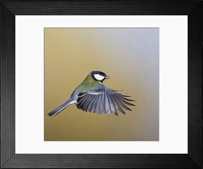 Framed Print : Great Tit - in flight - West Wales UK 11894 Framed Print : Great Tit - in flight - West Wales UK 11894