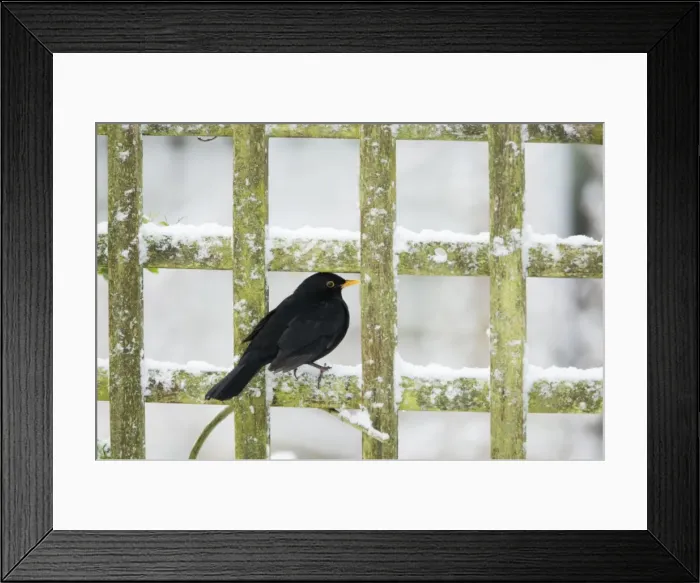 Framed Print : Blackbird - feeding on Rowan Berries in snow in Garden Turdus merula Essex, UK BI019393 Framed Print : Blackbird - feeding on Rowan Berries in snow in Garden Turdus merula Essex, UK BI019393