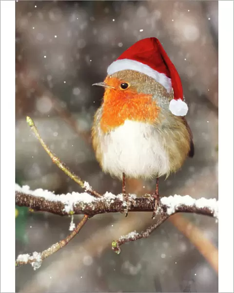 Robin - in falling snow wearing Christmas hat Digital Manipulation: falling snow. Hat SG