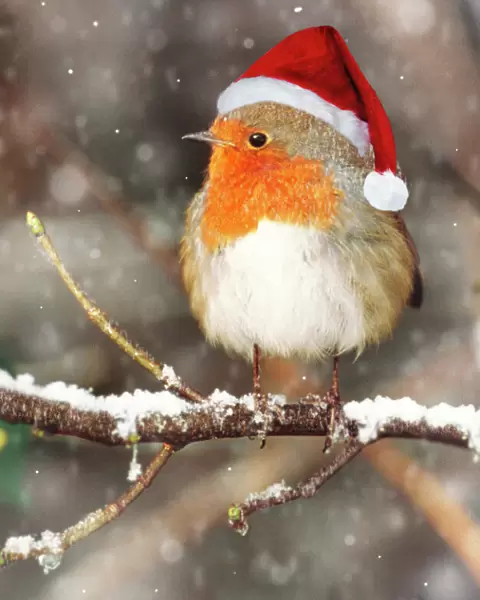 Robin - in falling snow wearing Christmas hat Digital Manipulation: falling snow. Hat SG