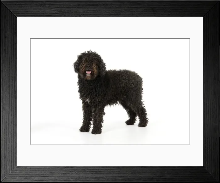 Framed Print : DOG. Spanish Water Dog Framed Print : DOG. Spanish Water Dog