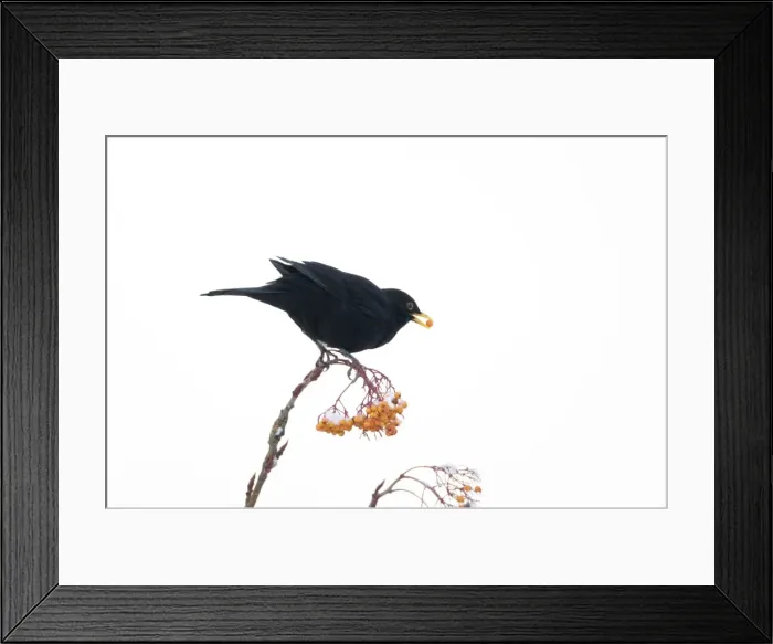 Framed Print : Blackbird - feeding on Rowan Berries in snow in Garden Turdus merula Essex, UK BI019397