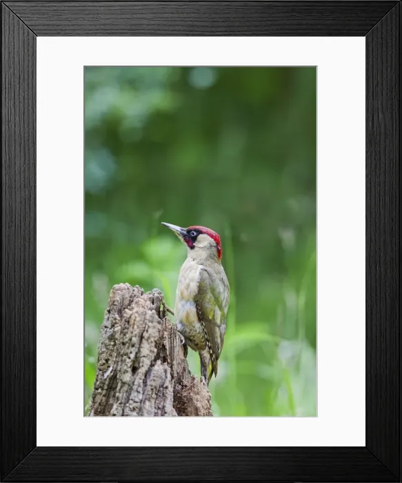 Framed Print : Green Woodpecker - on stump in meadow - Bedfordshire UK 11229