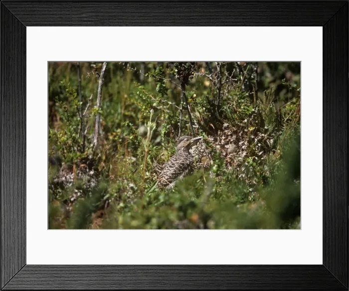 Framed Print : Chilean Flicker - Parque Nacional Los Glaciares - Argentina Framed Print : Chilean Flicker - Parque Nacional Los Glaciares - Argentina