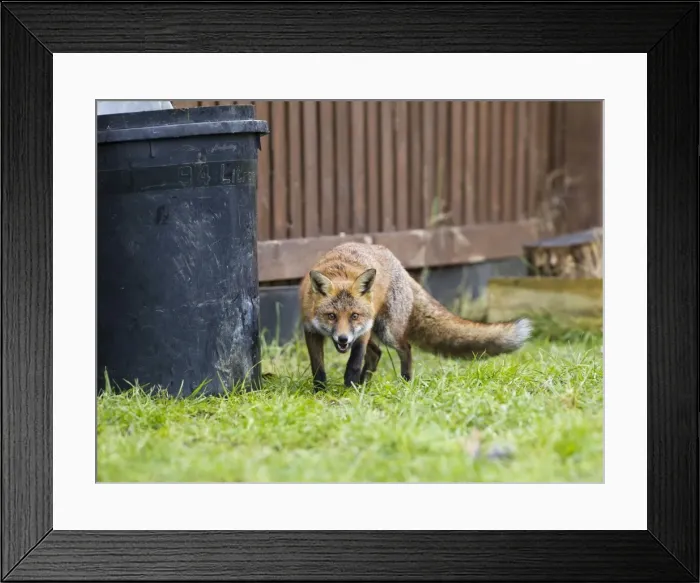 Framed Print : Red Fox - in back garden near dustbin 11875 Framed Print : Red Fox - in back garden near dustbin 11875