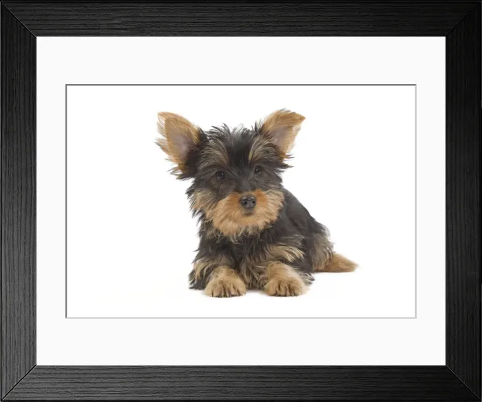 Framed Print : Dog - Australian Silky Terrier - puppy in studio. Also known as Silky Terrier or Sydney Silky Framed Print : Dog - Australian Silky Terrier - puppy in studio. Also known as Silky Terrier or Sydney Silky