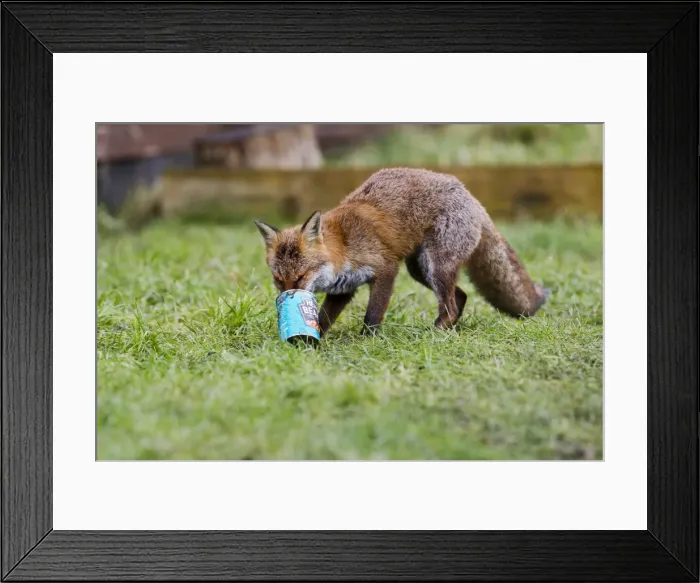 Framed Print : Red Fox - in back garden with can from dustbin 11881 Framed Print : Red Fox - in back garden with can from dustbin 11881